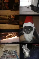 Pets.webp