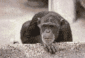 Monkey.gif