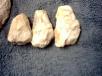 fossil4027.webp