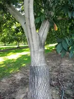 tree.webp