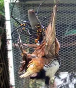 Golden orb weaver.webp