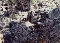 Norman Island ruins loophole.webp