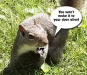 squirrel.webp