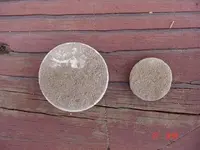 coin 002.webp