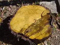 patterns in wood 001.webp