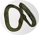 Buckle.webp