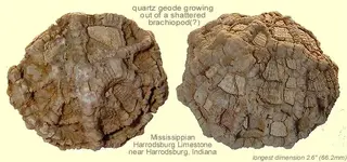 geodebrachiopod.webp geodebrachiopod.webp