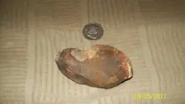 Possible Scrapper2.webp