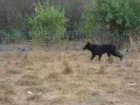Wolves 025.webp