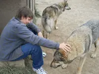 Wolves 030.webp
