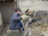 Wolves 037.webp