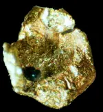 GOLDNUG.webp