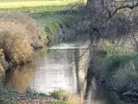 muddy waters.webp