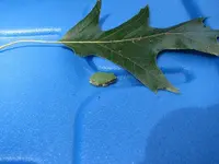 JuvenileGrayTreefrog1.webp