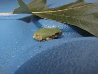 JuvenileGrayTreefrog2.webp