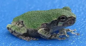 JuvenileGrayTreefrogcropped.webp