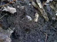 20111009140049b.webp