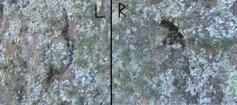 lr.webp