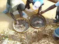 Sierra Leone Wayne and Wyatt 305.webp