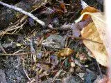NH FINDS 11-11 021.webp