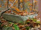NH FINDS 11-11 016.webp