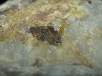 Specimen15.webp