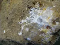 Specimen17.webp