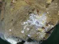 Specimen18.webp