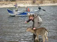 Deer friend #2.webp