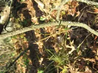 Walking stick.webp