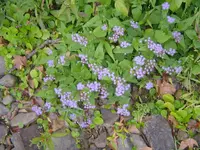 Along The River 011.webp