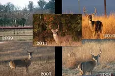 The Tall Buck (650x433).webp