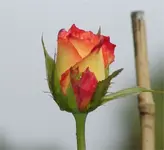 rose bud.webp