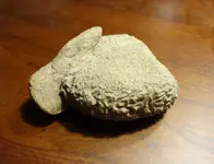 Tooth1 (2).webp