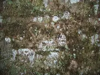 DSCF1818.webp