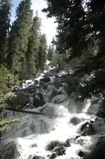 cat falls.webp
