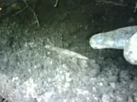 1204011502a.webp