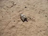 DSCN0897.webp