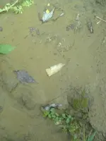 fish spear 1.webp