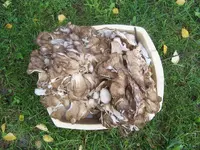 Finds#4.webp
