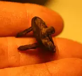 NH FINDS 11-22 008.webp