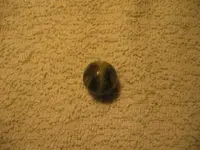 009.webp