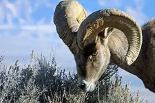 Desert Ram 14.webp