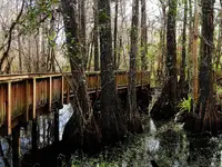 cypress trees 030.webp