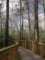 cypress trees 031.webp