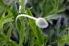 POPPIES 5-5-09 001.webp