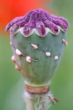 FLOWERS 4x6 copy1.webp