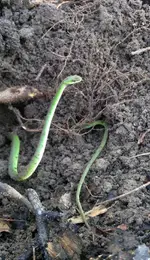 11-24-11snake.webp