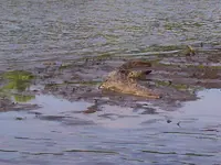 100_0180.webp