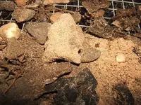DSCF1979.webp